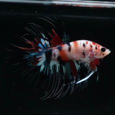 画像7: CT　キャンディ (7)