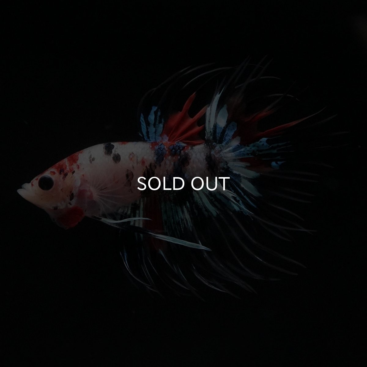 画像6: CT　キャンディ (6)