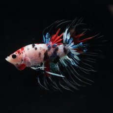 画像6: CT　キャンディ (6)