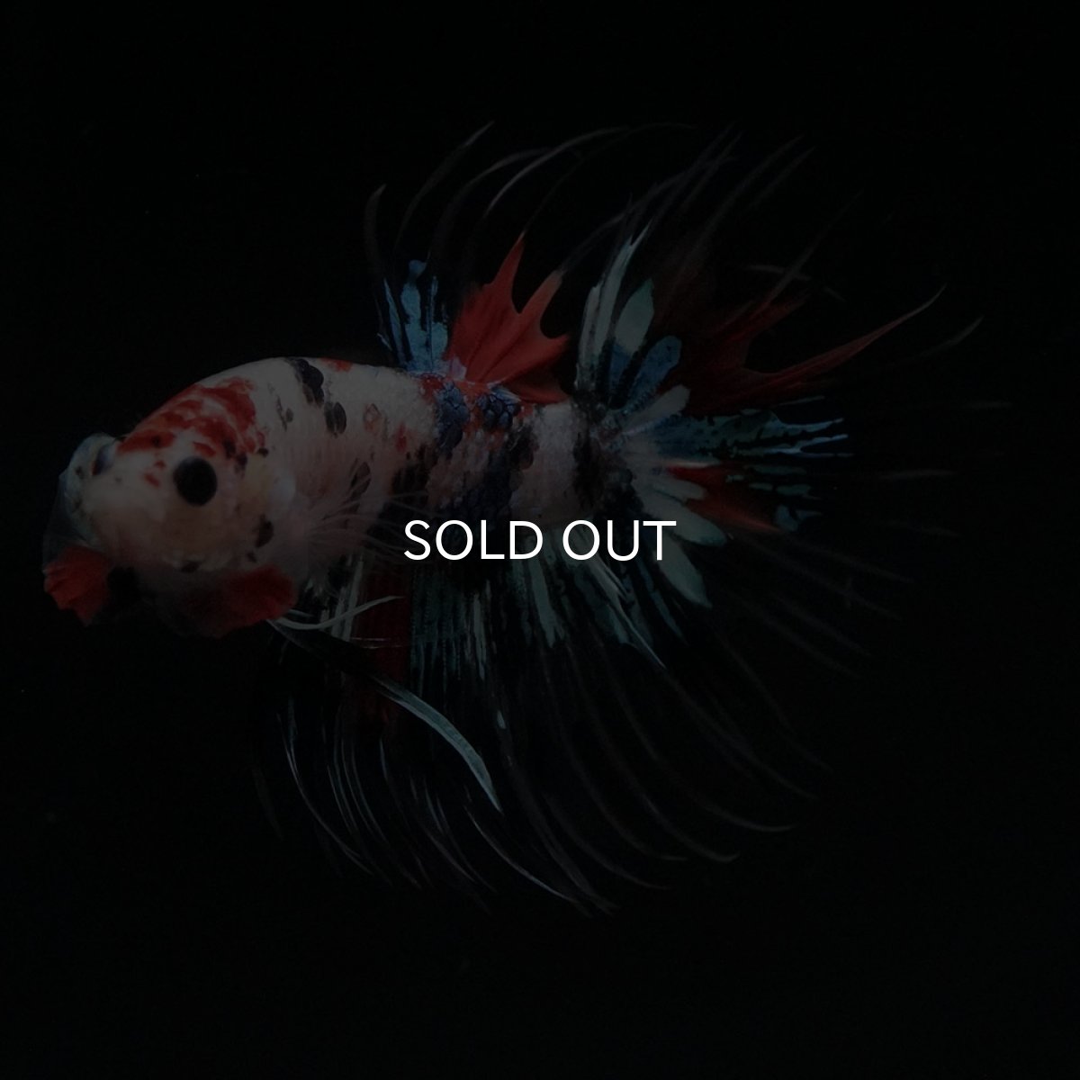 画像4: CT　キャンディ (4)