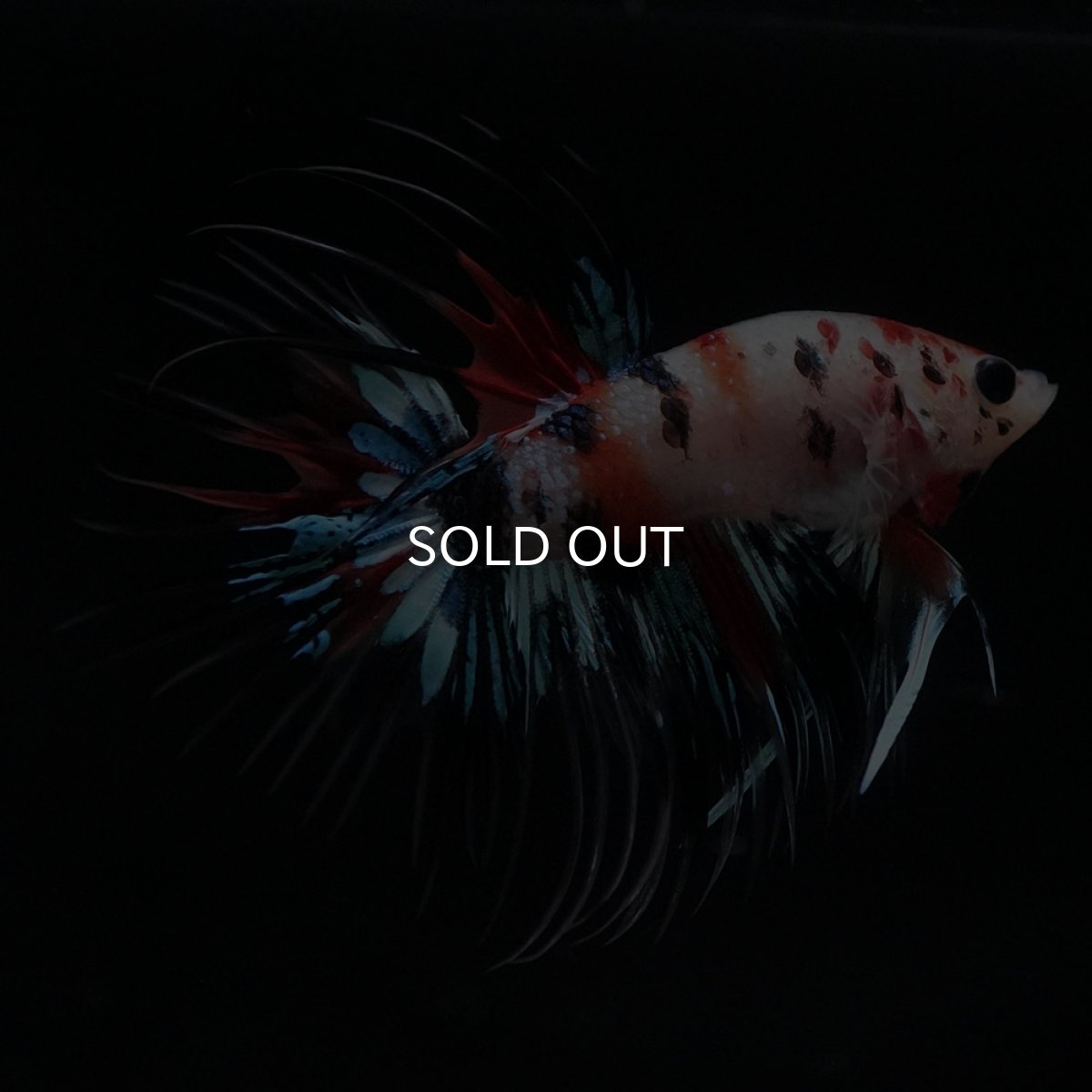 画像1: CT　キャンディ (1)