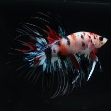 画像1: CT　キャンディ (1)