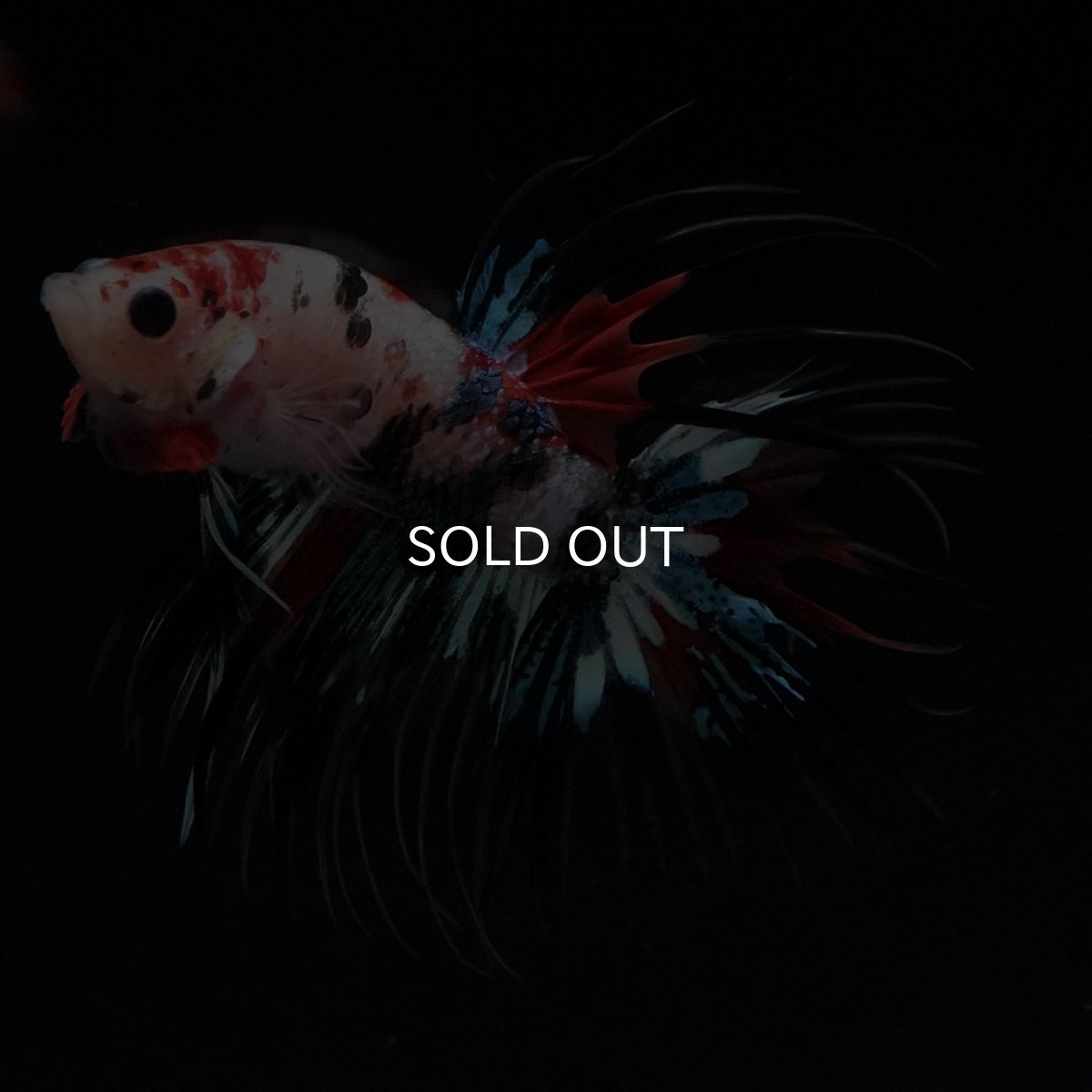 画像2: CT　キャンディ (2)