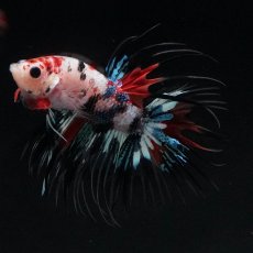 画像2: CT　キャンディ (2)