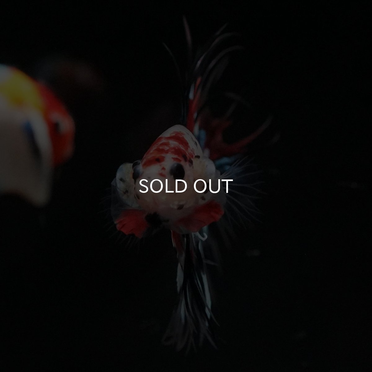 画像3: CT　キャンディ (3)