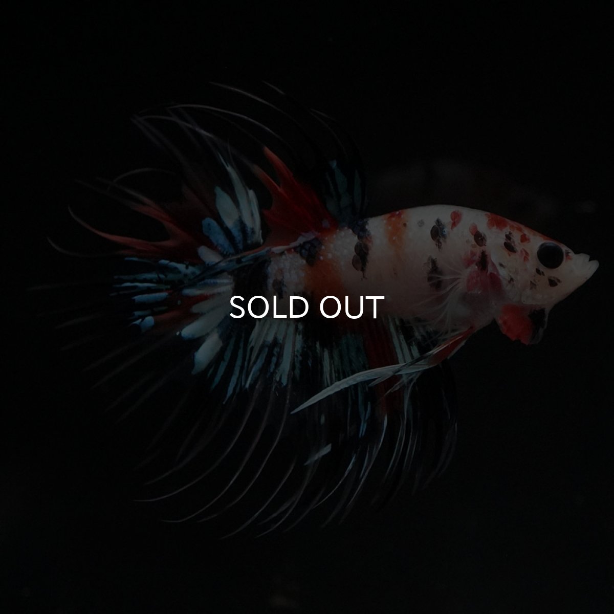 画像5: CT　キャンディ (5)