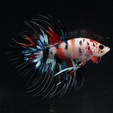 画像5: CT　キャンディ (5)