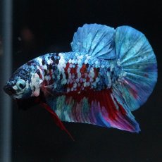 画像9: HMPK　レッドギャラクシー (9)