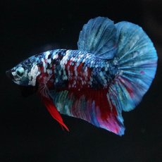 画像5: HMPK　レッドギャラクシー (5)