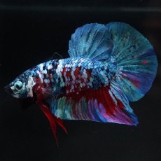 画像7: HMPK　レッドギャラクシー (7)