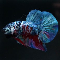 画像2: HMPK　レッドギャラクシー (2)