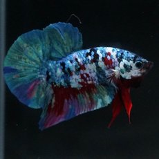 画像10: HMPK　レッドギャラクシー (10)