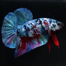 画像8: HMPK　レッドギャラクシー (8)