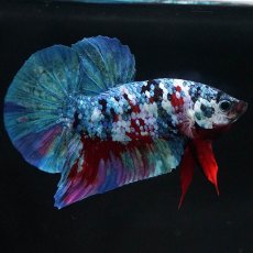 画像1: HMPK　レッドギャラクシー (1)