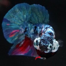 画像3: HMPK　レッドギャラクシー (3)