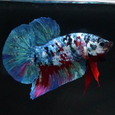 画像4: HMPK　レッドギャラクシー (4)