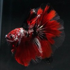 画像4: HM　鯉カッパー (4)