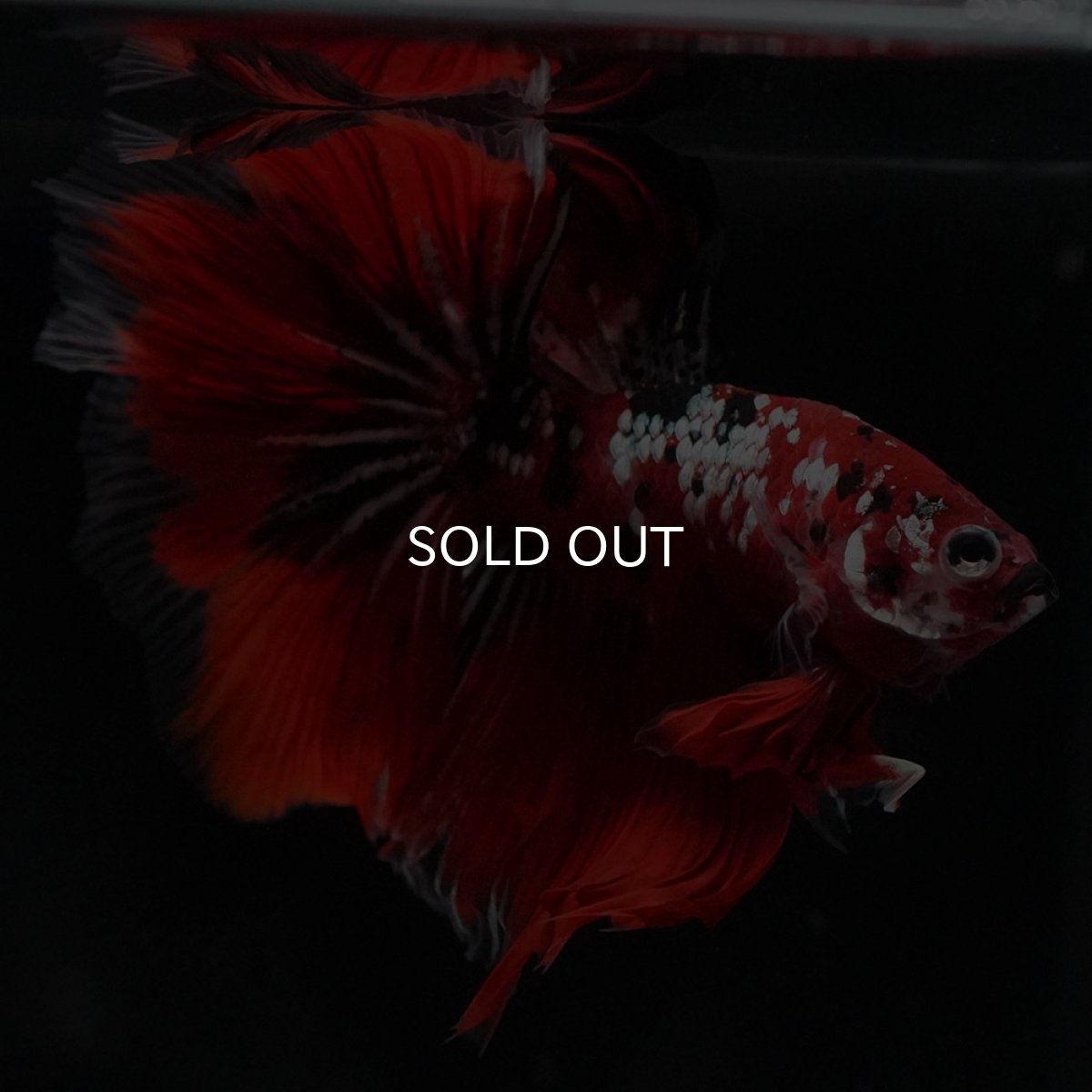 画像8: HM　鯉カッパー (8)