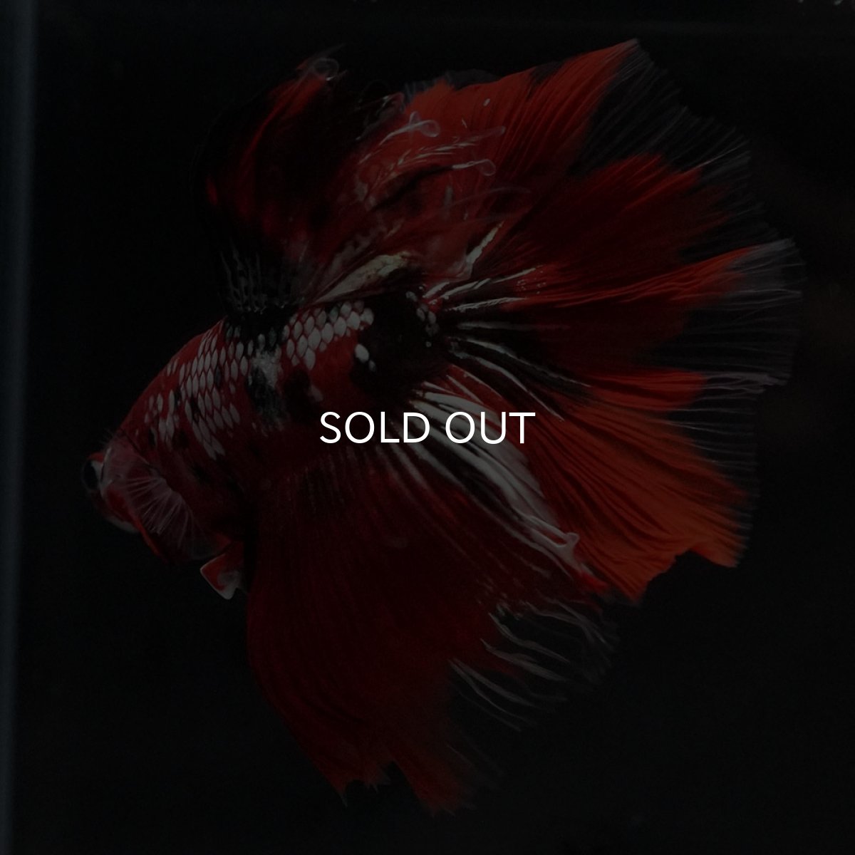 画像6: HM　鯉カッパー (6)