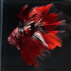 画像6: HM　鯉カッパー (6)