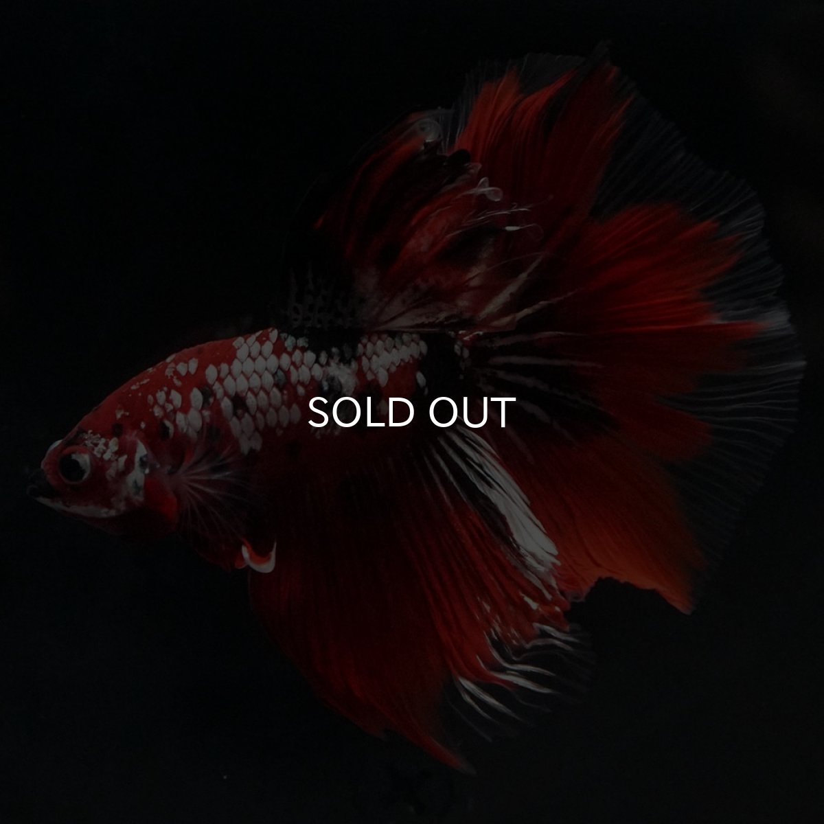 画像1: HM　鯉カッパー (1)