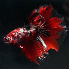 画像1: HM　鯉カッパー (1)