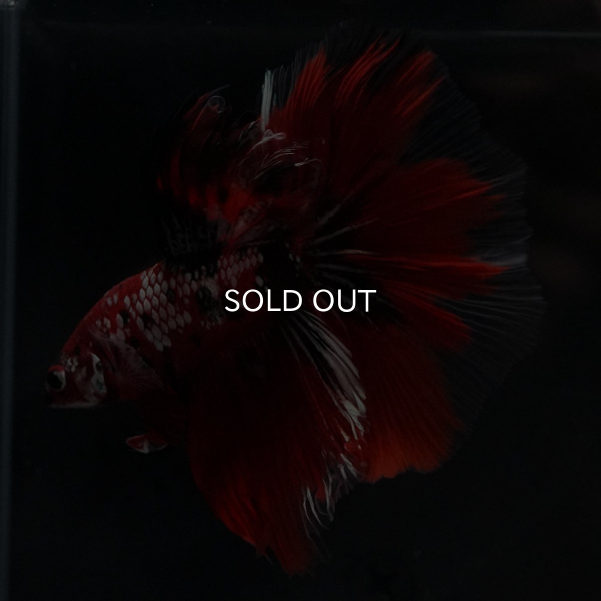 画像7: HM　鯉カッパー (7)