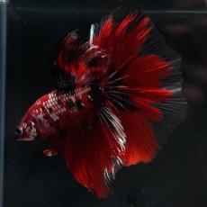 画像7: HM　鯉カッパー (7)