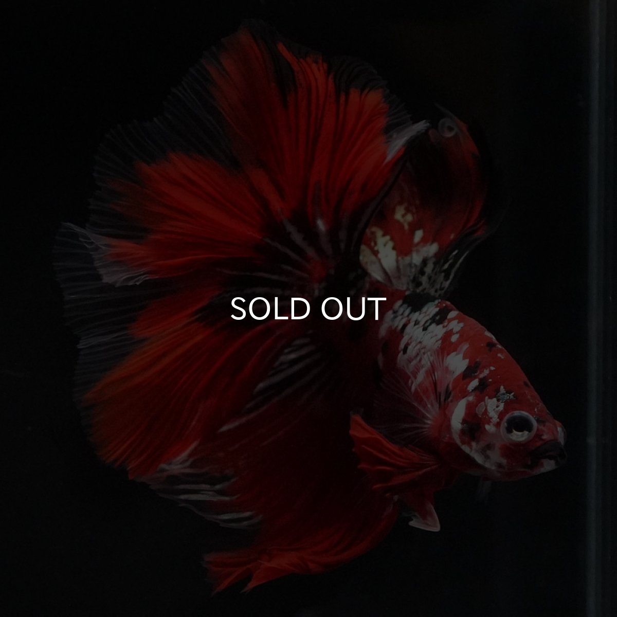 画像3: HM　鯉カッパー (3)