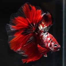 画像3: HM　鯉カッパー (3)