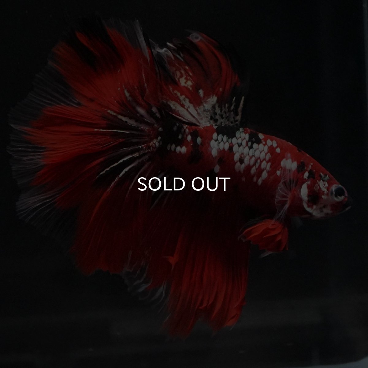 画像2: HM　鯉カッパー (2)