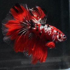 画像2: HM　鯉カッパー (2)