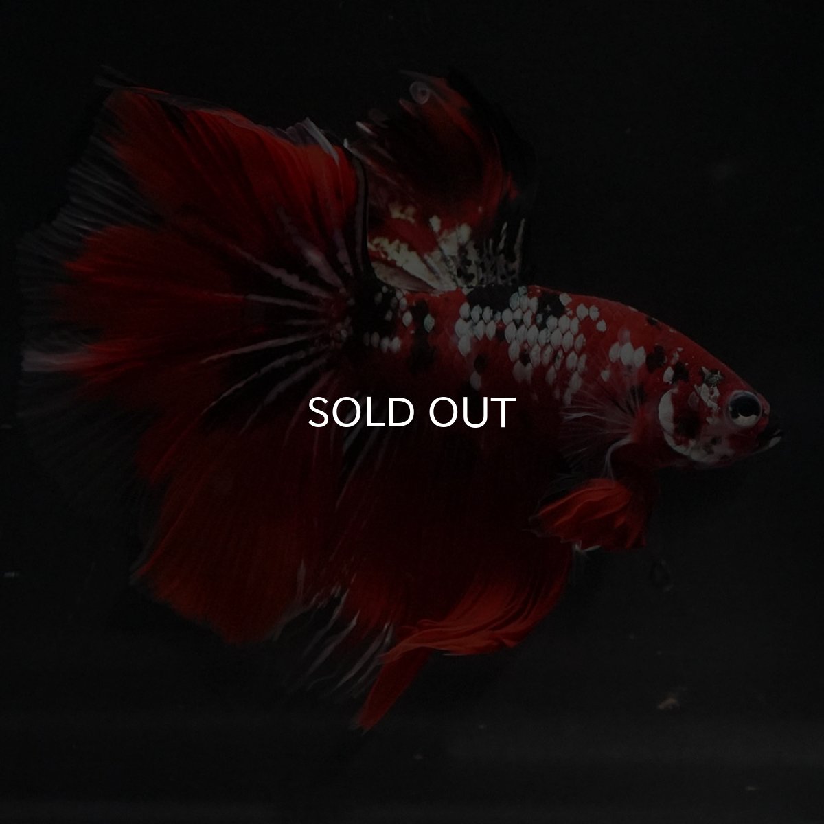 画像5: HM　鯉カッパー (5)