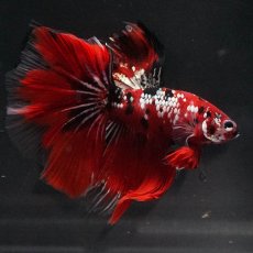 画像5: HM　鯉カッパー (5)