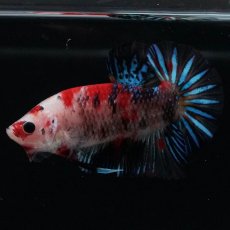 画像6: HMPK　鯉 (6)