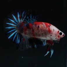 画像5: HMPK　鯉 (5)