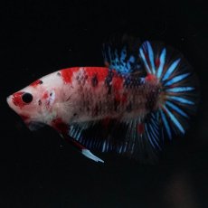 画像4: HMPK　鯉 (4)