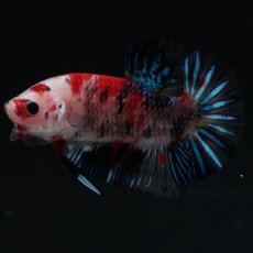 画像2: HMPK　鯉 (2)