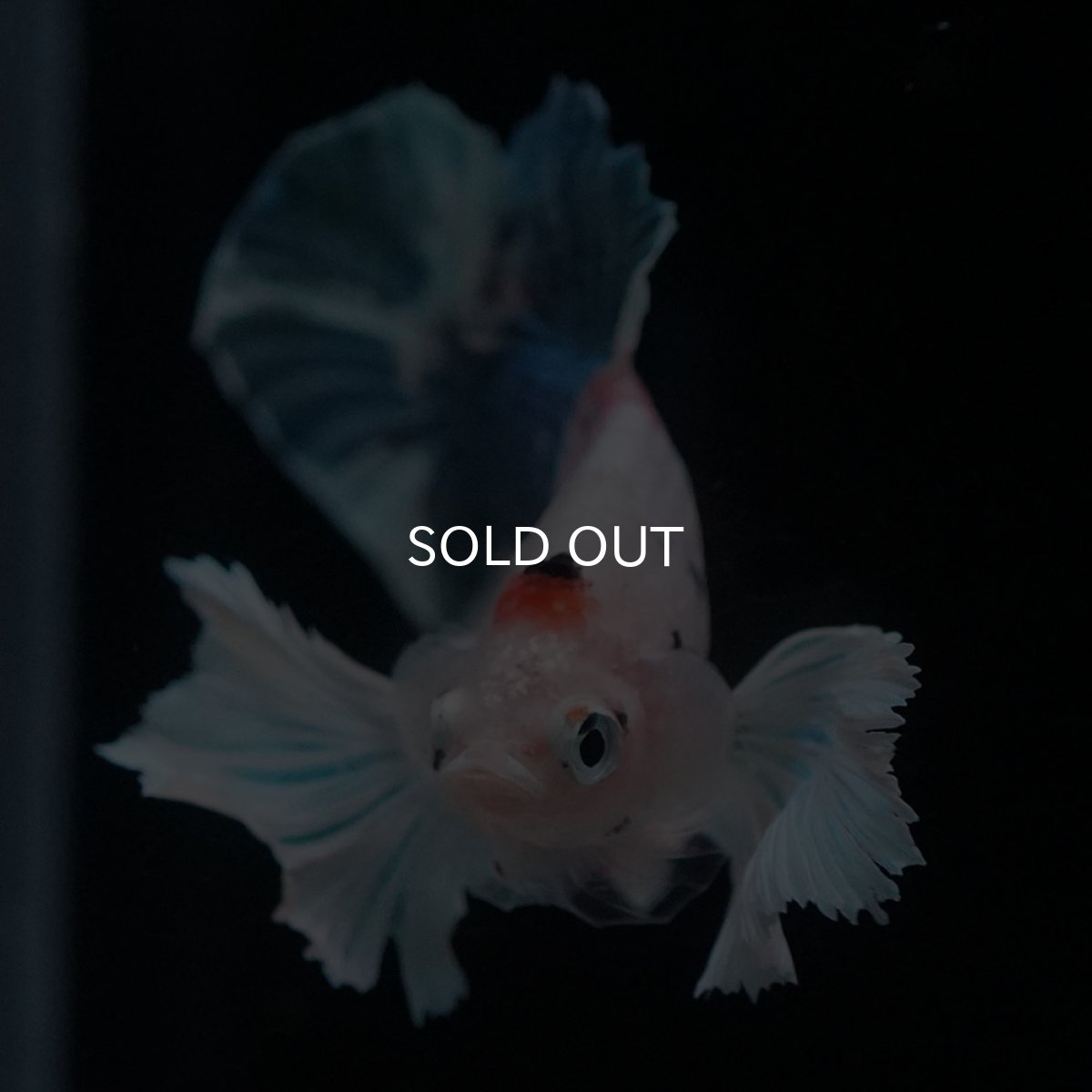 画像3: HMPKダンボ　ファンシー (3)