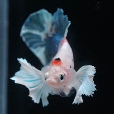 画像3: HMPKダンボ　ファンシー (3)