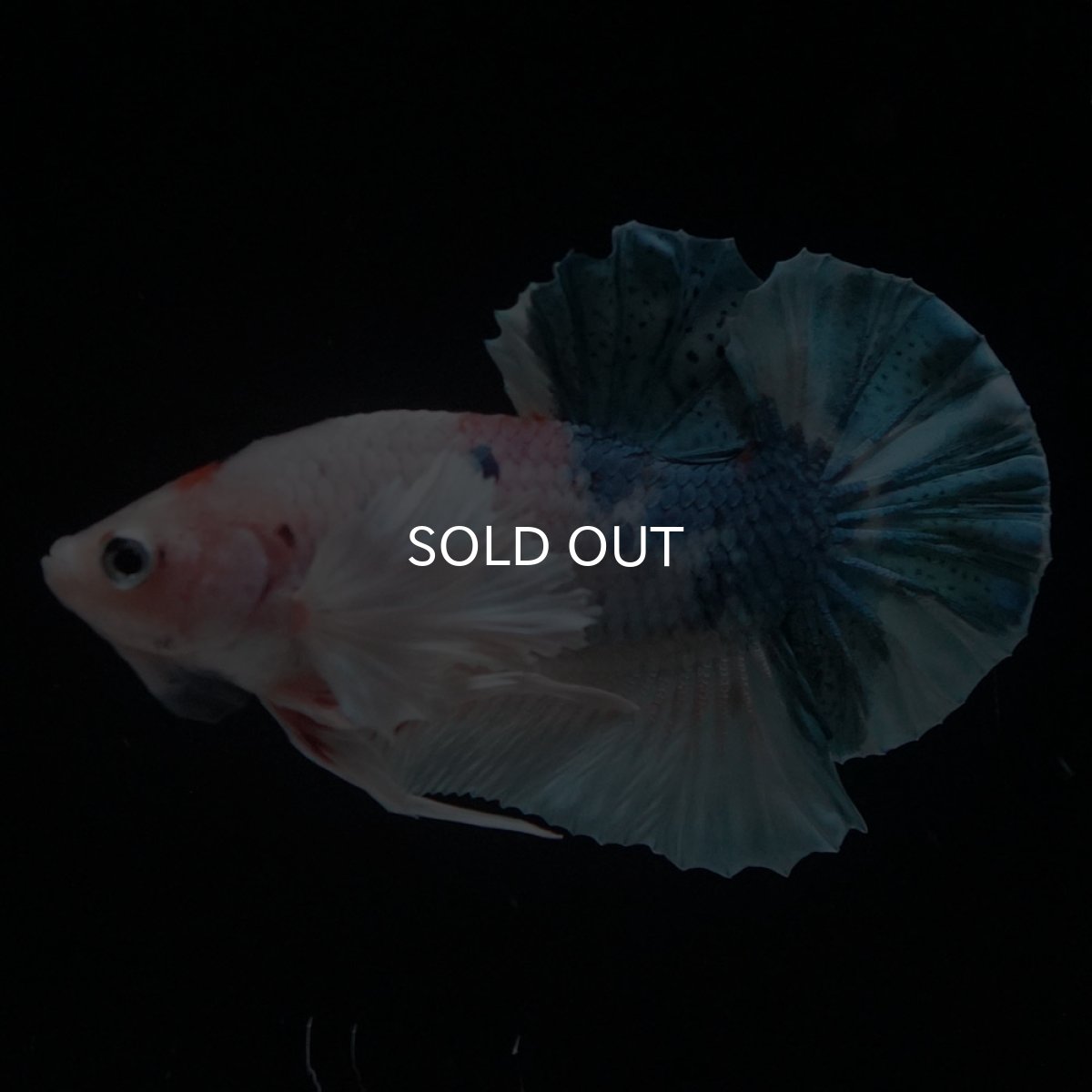 画像7: HMPKダンボ　ファンシー (7)