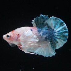 画像7: HMPKダンボ　ファンシー (7)