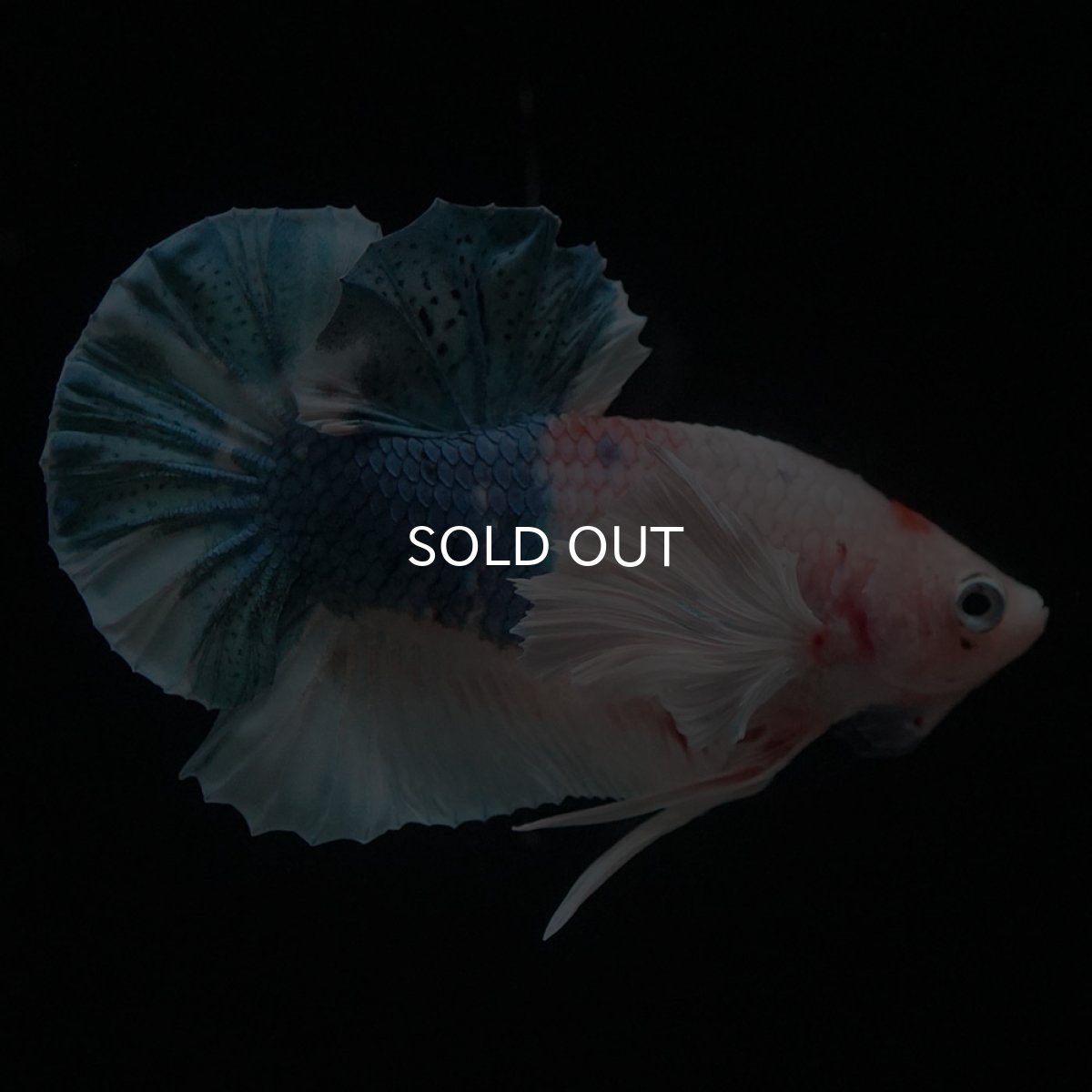 画像2: HMPKダンボ　ファンシー (2)