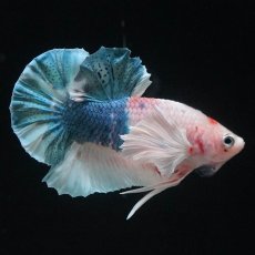 画像2: HMPKダンボ　ファンシー (2)