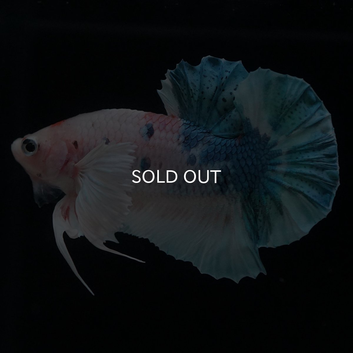 画像1: HMPKダンボ　ファンシー (1)