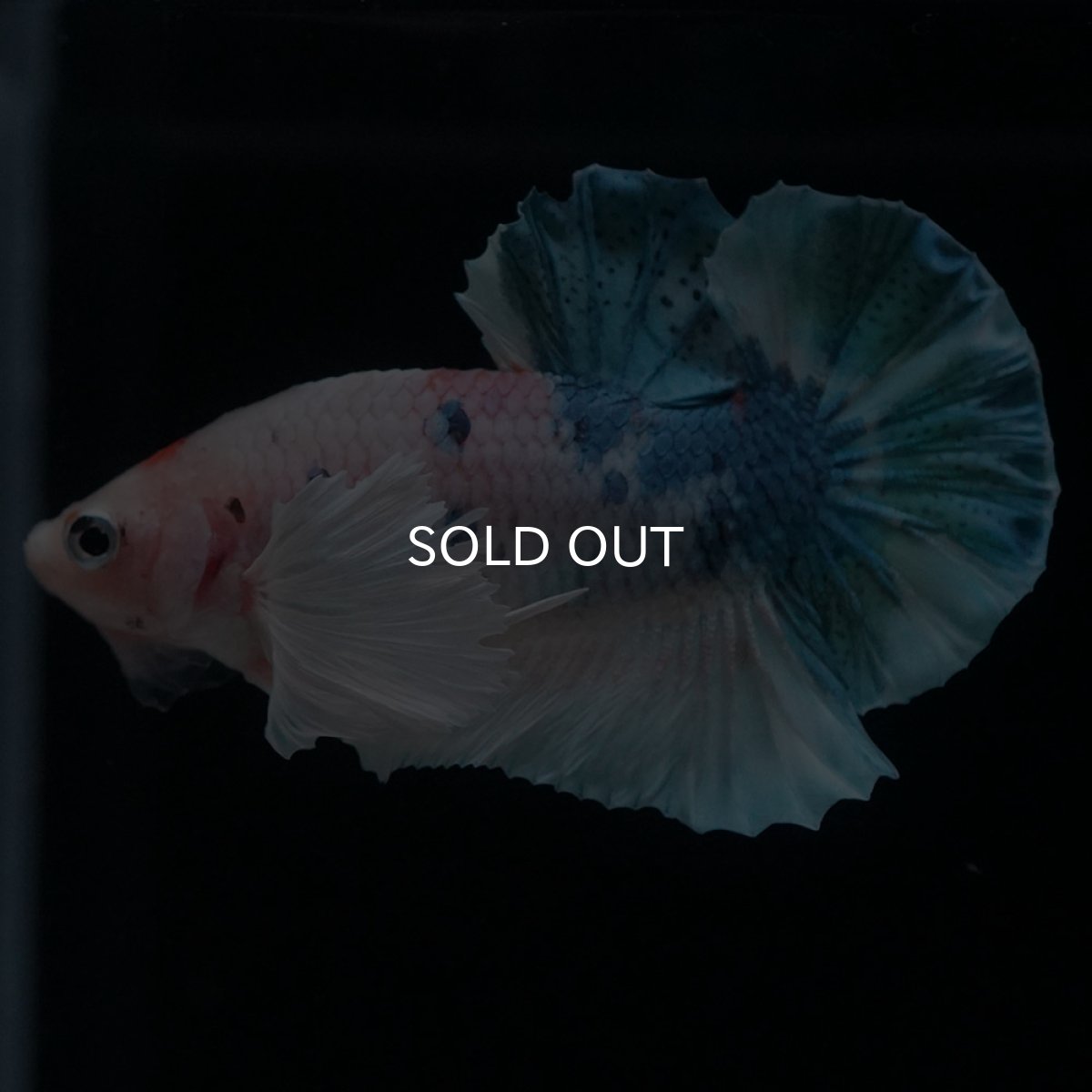 画像6: HMPKダンボ　ファンシー (6)