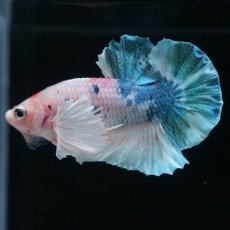 画像6: HMPKダンボ　ファンシー (6)