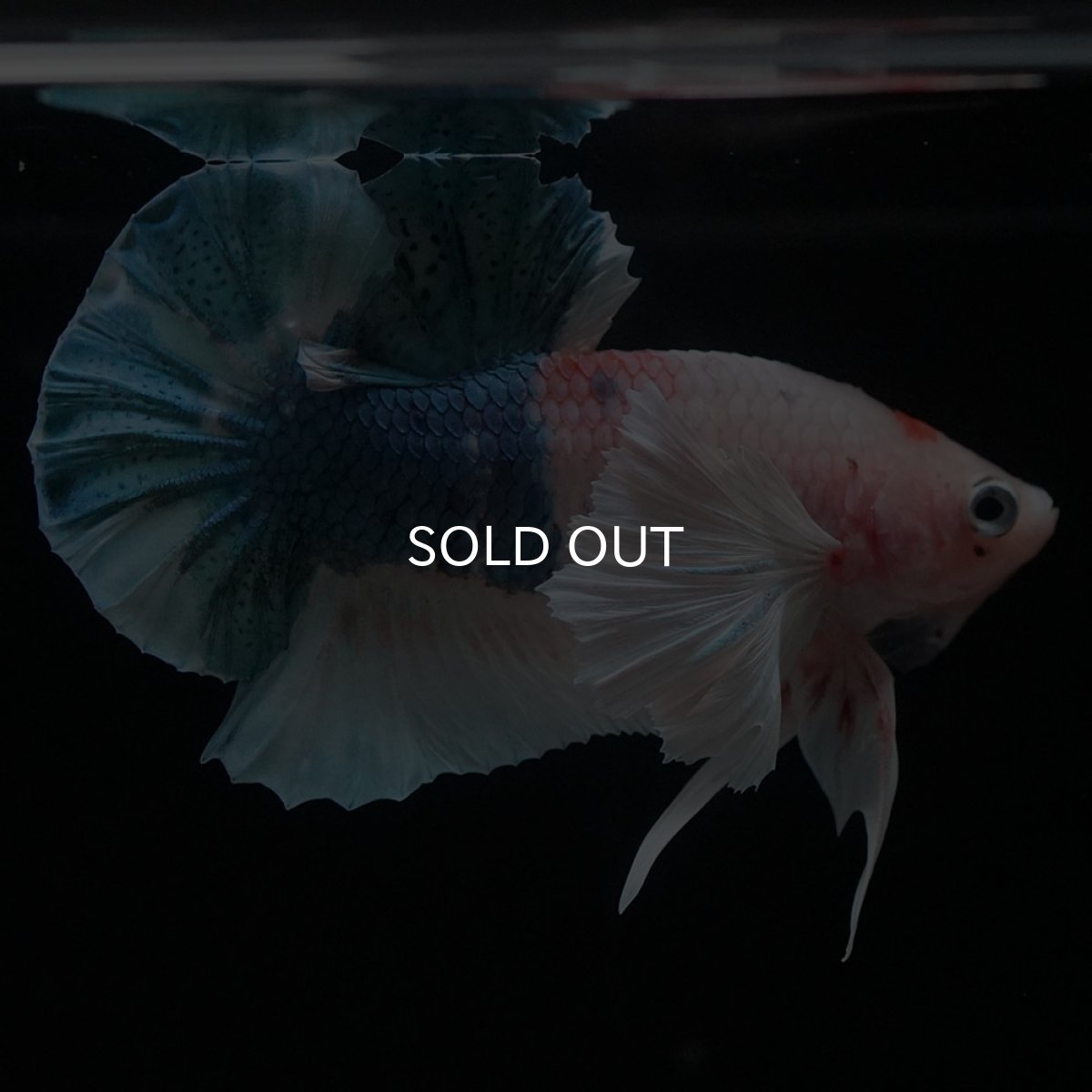 画像5: HMPKダンボ　ファンシー (5)