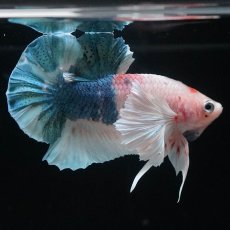 画像5: HMPKダンボ　ファンシー (5)