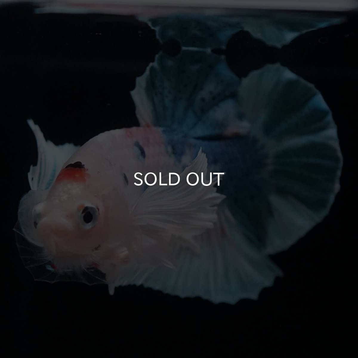 画像4: HMPKダンボ　ファンシー (4)